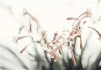 常用花肥有哪些？