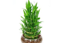 富贵竹主干发黄能活吗？