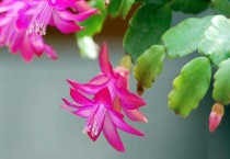 怎样使蟹爪兰叶子变厚