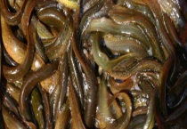 泥鳅是否能生吃 泥鳅的常见烹煮多久？