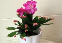 蟹爪兰不嫁接怎么做造型