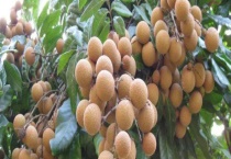 龙眼和桂圆的区别？ 龙眼和桂圆的功效