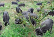 10头黑猪养殖成本盈利