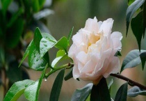 茶花的养殖方法 附繁殖多久？