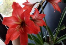 对对红有毒吗？