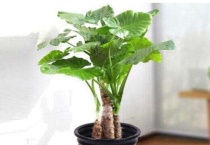 霸王芋的养殖多久？