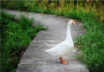 天鹅和大鹅有什么区别？？