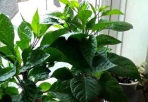 盆栽辣椒可以长几年