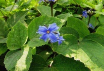 什么是大叶铁线莲