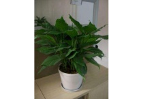 万年青是什么树