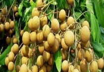 龙眼树的寿命有多长 附龙眼树的结果时间