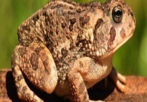 蟾蜍能吃吗？食用蟾蜍会中毒吗？