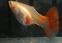 孔雀鱼生小鱼的前兆 孔雀鱼的繁殖习性