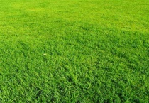 果岭草是不是四季常青