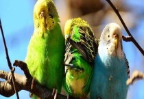 虎皮鹦鹉怕冷么 怎么御寒