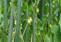 黄瓜霜霉病防治技术 附发病症状和诱发病因