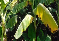 香蕉可用什么农药 不同病虫害农药的选择