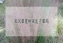 知风草是粉黛乱子草吗？