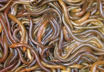 黄鳝吃生鸡蛋吗？