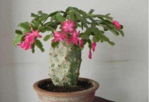 带根须的蟹爪兰怎么栽