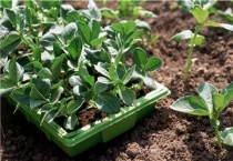 自制花土最简单的多久？