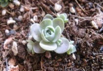 子持莲华换盆时间