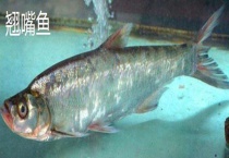 翘嘴鱼和白条鱼的区别？ 翘嘴鱼和白条鱼以什么为食