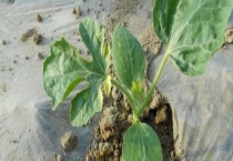 西瓜苗发黄是什么原因？