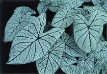 花叶芋怎样过冬