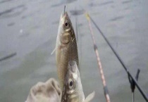 冬季钓鲤鱼怎么选钓位 选这几个地方