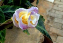 天鹅绒花有毒吗？