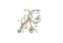 珊瑚虫纲有哪些？