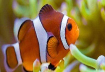 小丑鱼好养么 吃什么 怎么养？