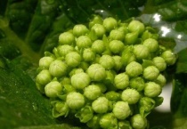 绣球花苞变黑是什么原因？