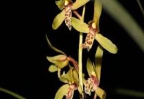 惠兰是保护植物吗？