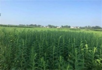 芝麻干旱严重时怎么办？