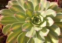 百合莉莉多肉有香味吗？