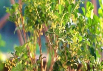 米兰花叶子发黄怎么办 为什么发黄