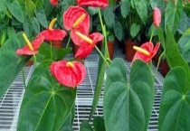 红掌叶子发黄的原因及解决办法 具体采取怎样的措施