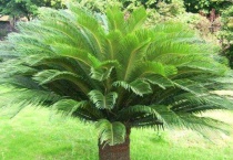 刚掰下的铁树怎么种能活