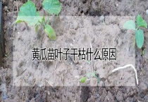 黄瓜苗叶子干枯什么原因？