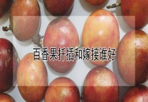 百香果扦插和嫁接谁好