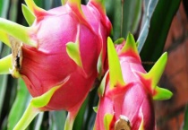 火龙果不开花结果怎么办？