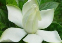 栀子花叶蔫了补救措施