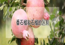 番石榴和石榴的区别？