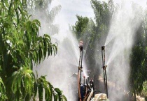 蓟马虫害的防治方法 附防治要点