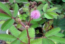 含羞草的叶子干了怎么办？