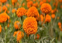 万寿菊的产地分布 附产地环境