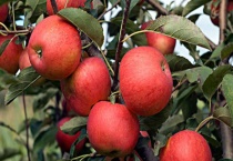 哪些果树可以用硼砂