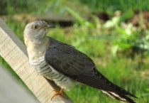 布谷鸟吃什么？